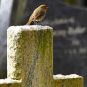 Roodborstje Louis Fraanje